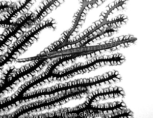 A tiny juvenile trumpet fish and gorgonian. Lighthouse At... by William Goodwin 